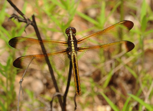 Female
2009_07_11_FL